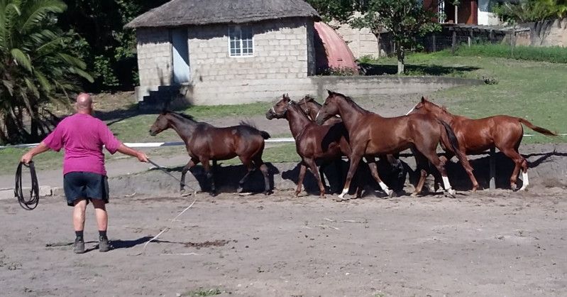 Gothic_dutchman Gothic_dutchman